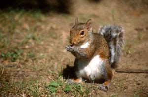 Kentucky State Wild Animal Game Species, Gray Squirrel (Sciurus ...