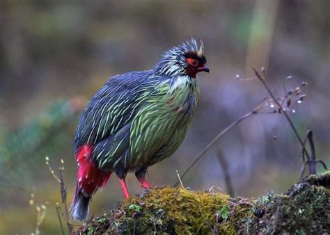 Blood pheasant - Alchetron, The Free Social Encyclopedia