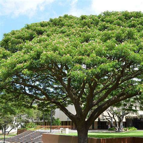 Buy Samanea Saman, Albizia saman, Rain Tree - 0.5 kg Seeds online from Nurserylive at lowest price.