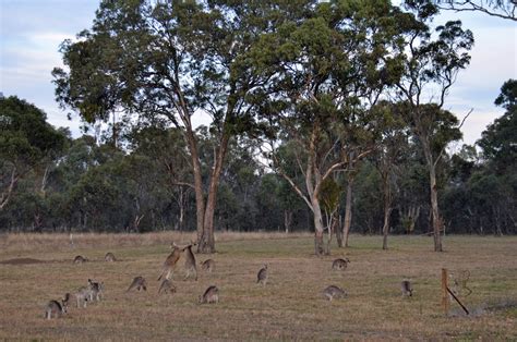 Free stock photo of australia, kangaroo mob, kangaroos fighting