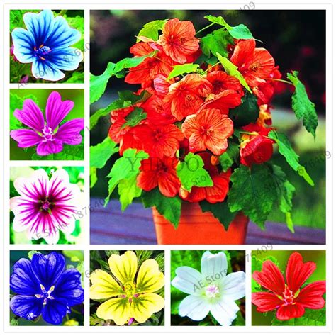 100PCS/Pack Rare perennial Malva sinensis flower bonsai ,China Mallow ...