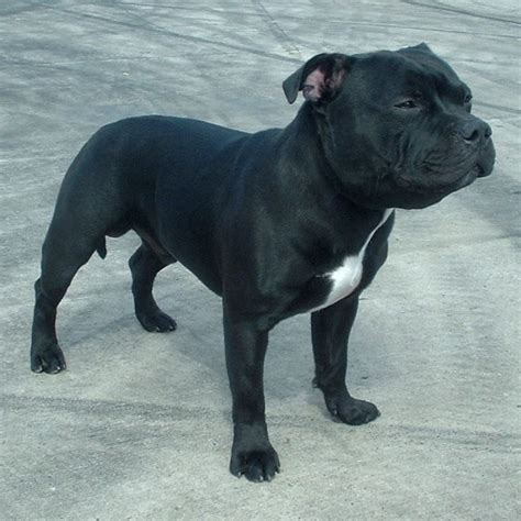 Staffordshire Bull Terrier - Wikipedia