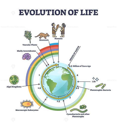 Evolution of life with round timeline for living creatures development outline diagram. Origin ...