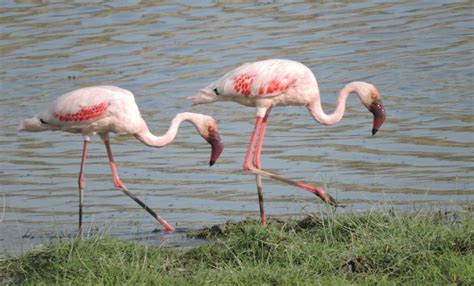 Lesser Flamingo | Focusing on Wildlife