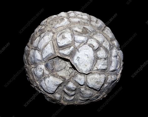 Septarian nodule - Stock Image - C012/5052 - Science Photo Library