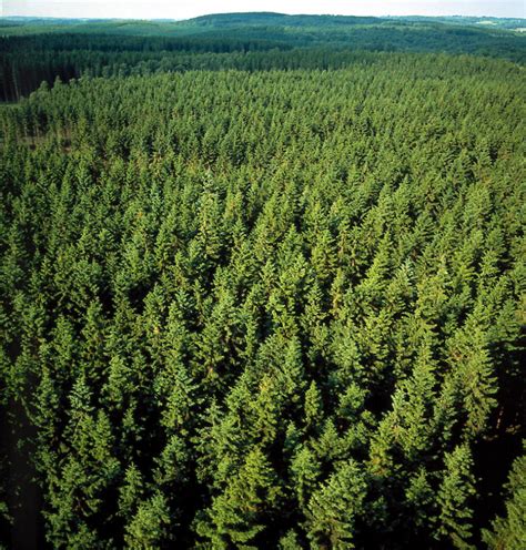 File:Pine forest in Sweden.jpg - Wikimedia Commons