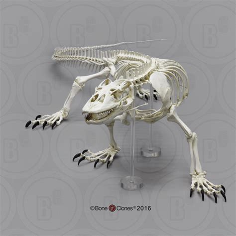 Articulated Komodo Dragon Skeleton - Bone Clones - Osteological Reproductions