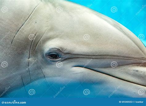 Dolphin Smiling Eye Close Up Portrait Stock Image - Image of paradise ...