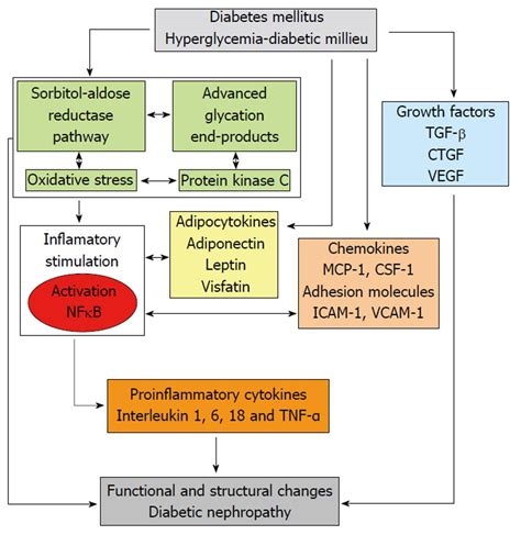 Pathophysiological role and therapeutic implications of inflammation in diabetic nephropathy