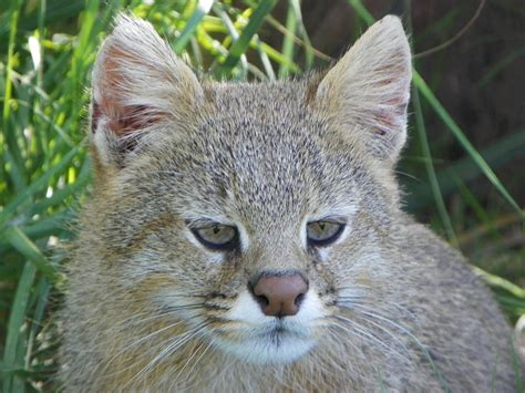 a close up of a cat in the grass