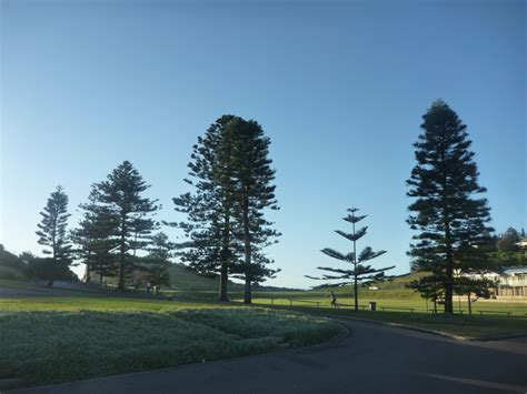 Norfolk Island Pine Outdoors / Norfolk Island Pine - The Smarter Gardener : Up to 6 ft (1.8 m ...