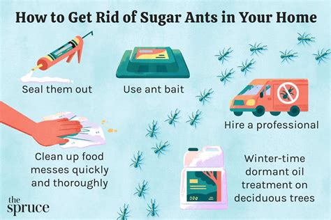 How to Get Rid of Sugar Ants: 5 Easy Methods