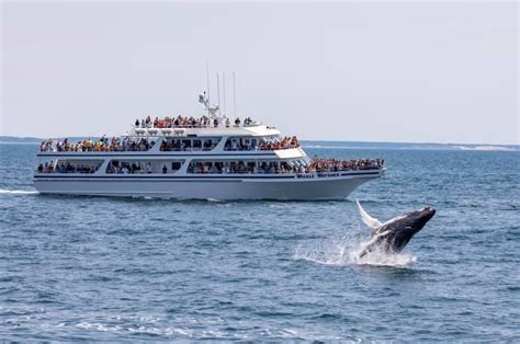 Hyannis Whale Watcher Cruises — Guidebook Cape Cod