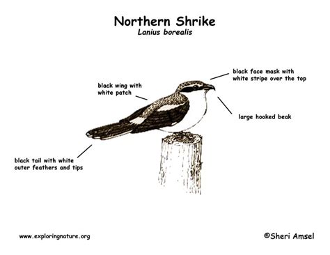 Shrike (Northern)