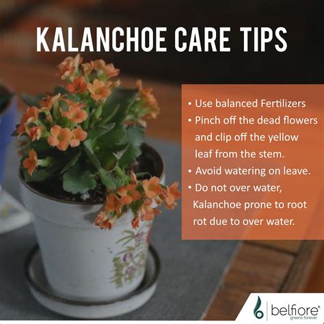 Indoor Plant Care Tips - Kalanchoe | Indoor plant care, Flowering ...