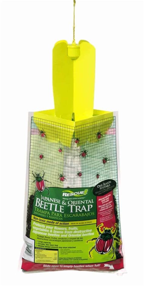 japanese ladybug trap – bugs that look like lady bugs – Dewsp