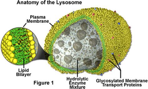 Lysosomes - -OrGANElles-