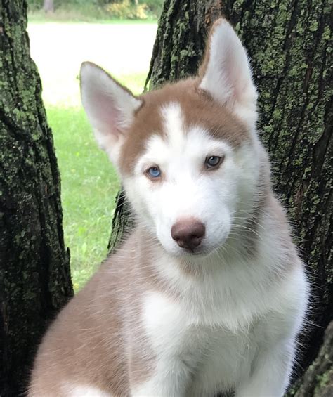 Siberian Husky Puppies For Sale | Brainerd, MN #309381