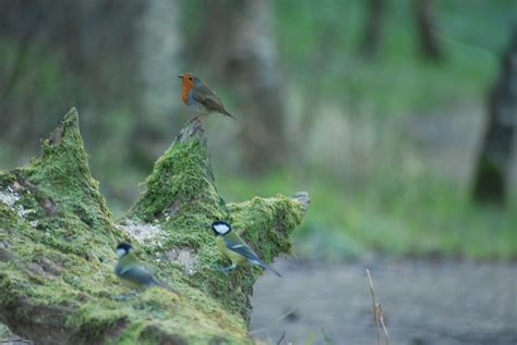 Loch Leven wildlife | Jacklyn Calvard | Flickr