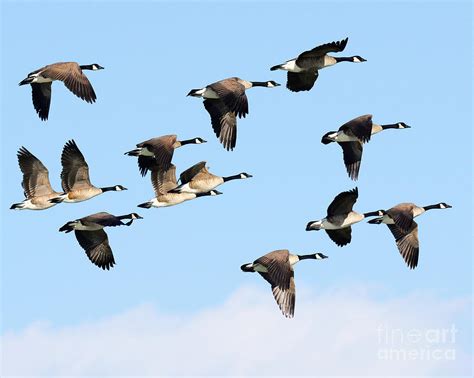 Canadian Goose Migration Photograph by Dennis Hammer