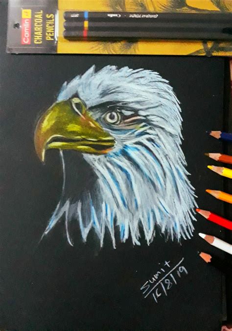 Bald Eagle color pencil drawing | Drawings, Pencil drawings, Color ...