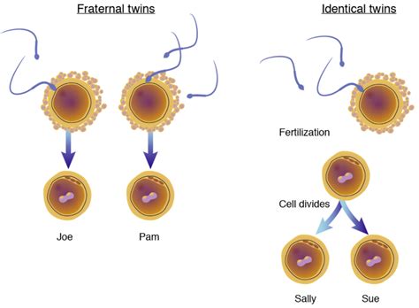 The Science of Twins – The Pipettepen