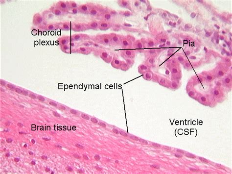 The Very Intelligent Choroid Plexus Epithelial Cell