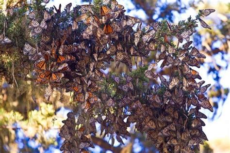 Annual Monarch Butterfly Migration - Korotkin Associates