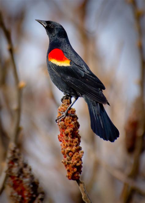 Red-Winged Black-Bird " blackbird singing in the middle of the night..... | Backyard birds ...