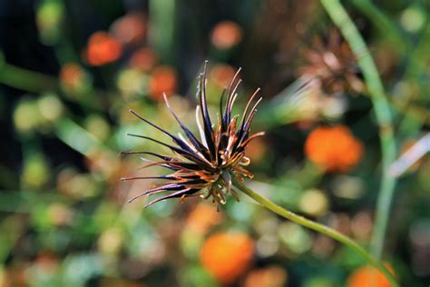 Seeds Of Yellow Cosmos Free Stock Photo - Public Domain Pictures