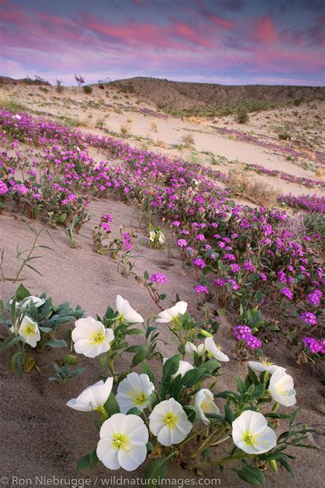 Anza-Borrego Wildflowers | Anza Borrego Desert State Park, California ...