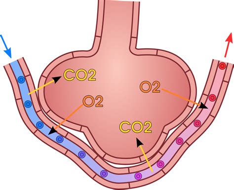 13.4 Gas Exchange – Human Biology