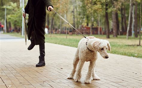 How To Stop Dog From Pulling On Leash While Walking