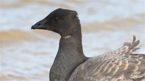 brant goose | BirdForum