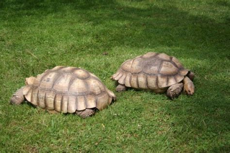 Free Images : animal, wildlife, pattern, reptile, fauna, back, vertebrate, box turtle, reptilia ...