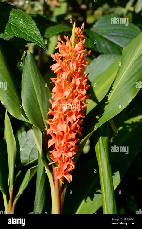 Hedychium densiflorum (Assam Orange/Ginger Lily) Flowers grown in the Tropical Garden at RHS ...