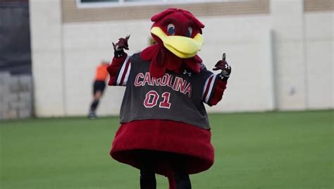 UofSC's mascot Cocky turns 40, former Cockys weigh in on their experiences | Columbia ...