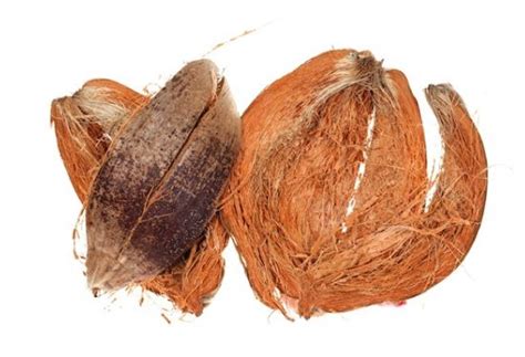 Coconut Husk Buy coconut husk for best price at INR 375 / 25 Piece(s ...