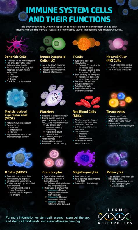 Types of Immune System Cells and Their Functions | Medical knowledge, Nursing school survival ...