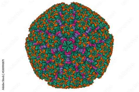 Structure of varicella-zoster virus A-capsid, 3D Gaussian surface model ...