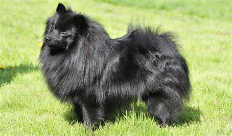 German Spitz Breed Information - Vetstreet | Vetstreet