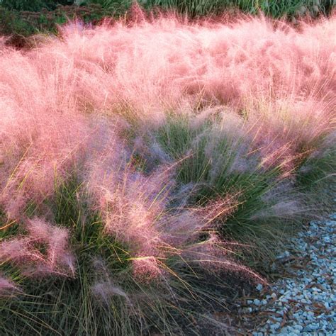 Pink Muhly Grass | PlantAddicts.com