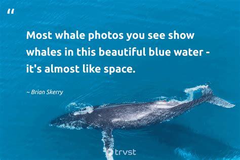 35 Whale Quotes To Help You Be Calm And Hopeful