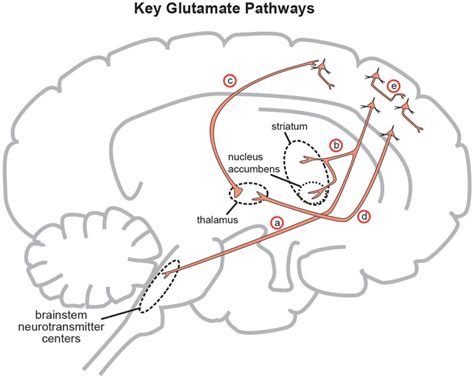 Five glutamate pathways. (a) The cortical brainstem glutamate ...