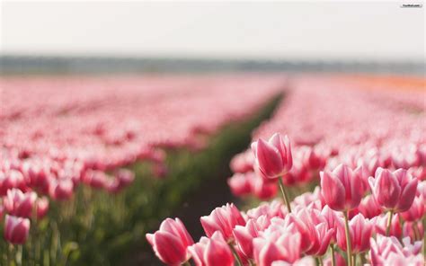 Pink Tulips Wallpapers - Wallpaper Cave