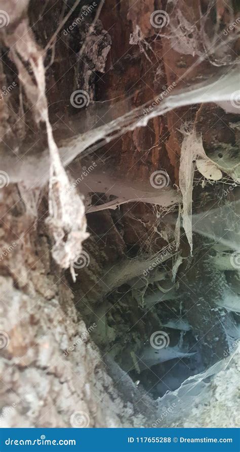 Spider Cave In Tree Royalty-Free Stock Photo | CartoonDealer.com #105805743