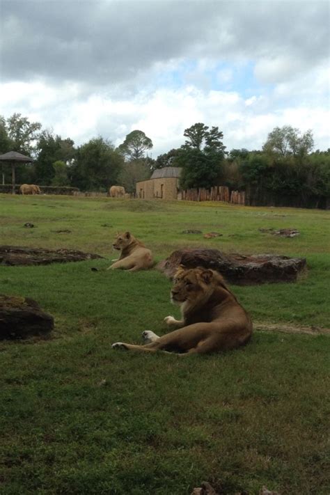 Lions @ Caldwell Zoo