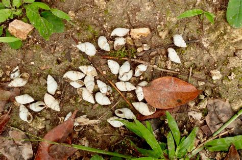 Caracol: The Largest Mayan Ruin in Belize – The Botanical Journey