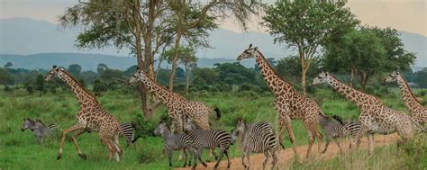 Mikumi National Park safari | Fees, Prices, Lodges [2024]