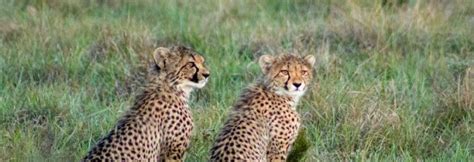 Lalibela Game Reserve | South Africa | Wild Safari Guide